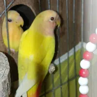 طوطی برزیلی صورت هلویی