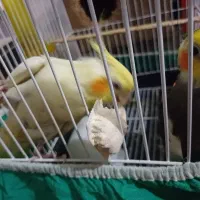 جفت عروس هلندی مولد|پرنده|سرخنکلاته, |دیوار