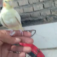 عروس پاریس