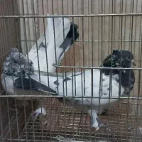 کفتر کله دم سبز