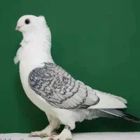 یک جفت بلژیکی عروسک