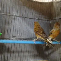 قناری سبز نر و ماده|پرنده|برخوار, |دیوار