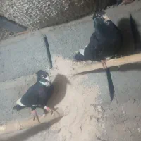 نر ماده پلنگ
