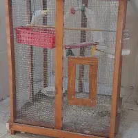 قفس پرنده|لوازم جانبی حیوانات|پرند, فاز ۶|دیوار