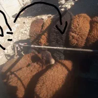 بره نر وماده|حیوانات مزرعه|نیشابور, ریوند|دیوار