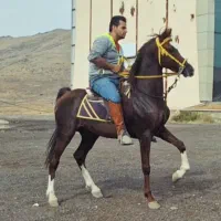 نریان ۶ ساله|اسب و تجهیزات اسب‌سواری|ری, علایین|دیوار