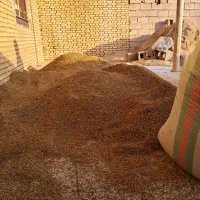 فروش چلتوک عنبربو شوشتر خشک|خوردنی و آشامیدنی|رامهرمز, |دیوار