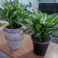 گلهای زیبا  و شاداب|گل و گیاه طبیعی|مشهد, اروند|دیوار