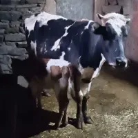 گاو و گوساله دورگ