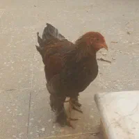 برهما پاتریچ|حیوانات|شیراز, امام حسین|دیوار