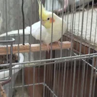 جفت عروس هلندی مولد