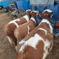 بورس گوساله از بندرترکمن برای خرید تماس بگیرید