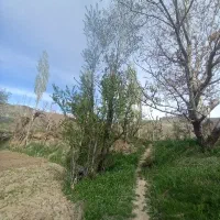 کاه دیم گندم تمیز