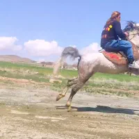 مادیون ۴ سال فوق‌العاده سواریدارو دمگیر|اسب و تجهیزات اسب‌سواری|تهران, سعادت‌آباد|دیوار