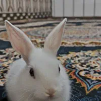 توله خرگوش خشگل
