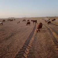 فروش گله بز وگوسفند