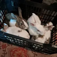 خرگوش خانگی