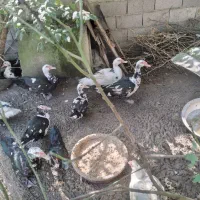 تعداد محدود اردک درشت نر و ماده|حیوانات مزرعه|رودبنه, |دیوار