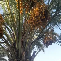 خرما