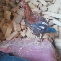 ج لاری|حیوانات مزرعه|کنگاور, |دیوار