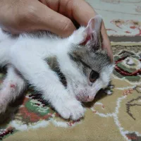 واگذاری رایگان گربه