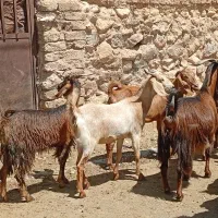 بز جوان
