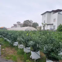 فروش نهال سه ساله بلوبری|گل و گیاه طبیعی|نوشهر, |دیوار