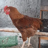 خروس جوان وگوشتی