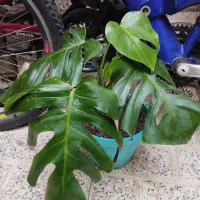 گل و گیاه|گل و گیاه طبیعی|رشت, تازه آباد|دیوار