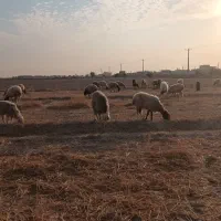 میش برای فروش