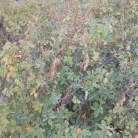 ریشه ی گل محمدی