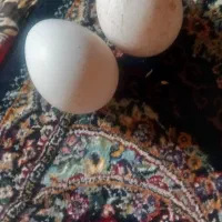 تخم مرغ بوقلمون نطفه دار