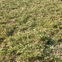 بز نر پاکستانی|حیوانات مزرعه|همدان, |دیوار