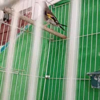 سلام یه جفت سقا وسهره نر و ماده