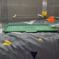 قفسه قناری|لوازم جانبی حیوانات|کرج, عظیمیه|دیوار