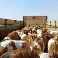 خریدوفروش گوساله های پرواری بانژادبالا|حیوانات مزرعه|اصفهان, احمدآباد|دیوار