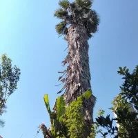 پالم در هر سایزی موجود