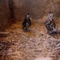 کبوتر خال افشون چناران