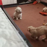 توله ۲ماهه|سگ|اسلامشهر, شهرک واوان|دیوار