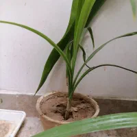 گل ذرتی کوچیک|گل و گیاه طبیعی|شیراز, جانبازان|دیوار