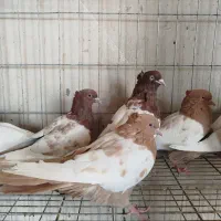 کبوتر سینه ای درجه یک|پرنده|اصفهان, ارغوانیه|دیوار