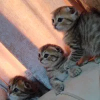 گربه اسکاتیش
