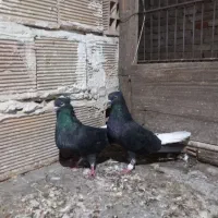 جفت اشعل