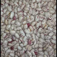 لوبیا