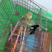 مرغ عشق  استرالیایی