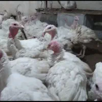 بوقلمون گوشتی بیوتی