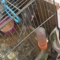 عروس هلندی جفت مولد|پرنده|خوی, |دیوار