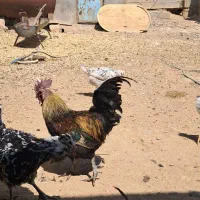 خروس لاکندزی|حیوانات مزرعه|شیراز, نصر|دیوار