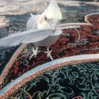 عروس هلندی