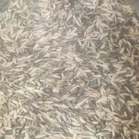 جو سیاه بذری دیمه کیلو65